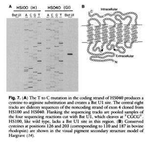 Figura de Nathans et al., 1989 (1)